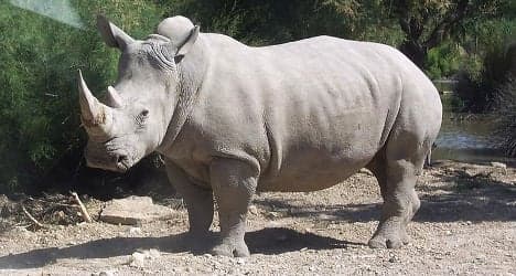 Spanish zoo hails rare white rhino birth