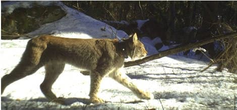 VIDEO: Lynx mum filmed with cubs near Oslo
