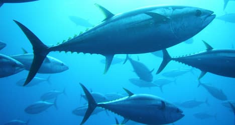 Marathon tuna fish makes record sea voyage