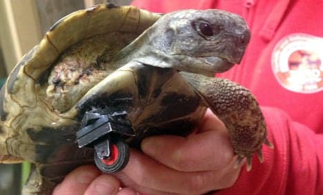 Bionic tortoise on a roll with Lego wheel