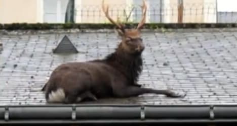 Rudolph arrives early in one sleepy French town