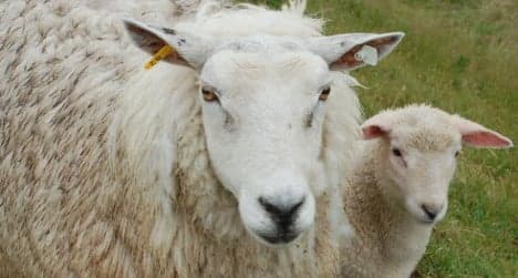 Sheep 'fishing' worries farmers