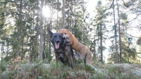 GALLERY: A fox and dog's amazing friendship