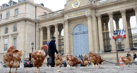 Chickens mob gates of French parliament