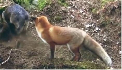 VIDEO: Friendship between dog and fox