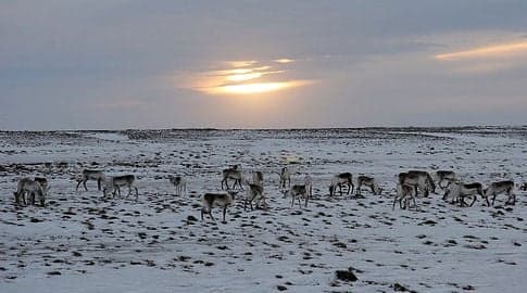 Twenty-four reindeer hit and killed by train