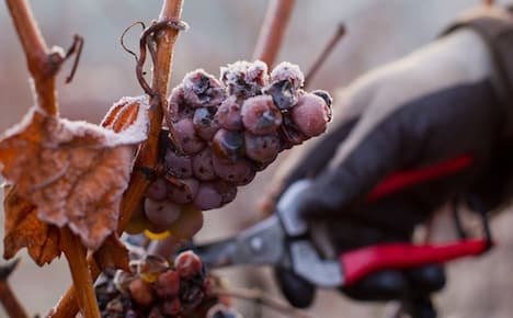 Warm weather ruins ice wine crop