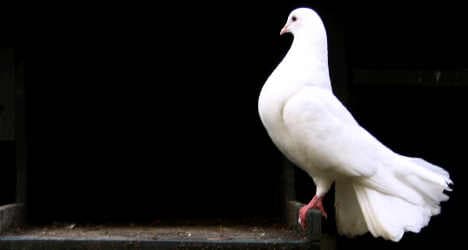Animal activists slam Pope's dove stunt