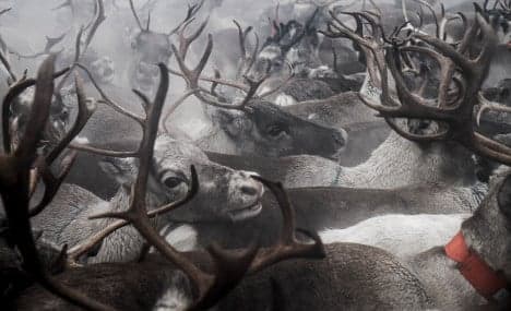 Freak train accident leaves 48 reindeer dead