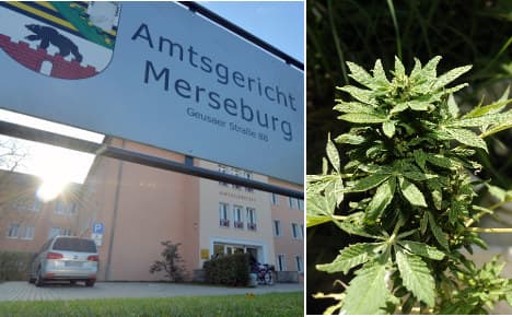 Gardener, 63, fined for accidental cannabis bush