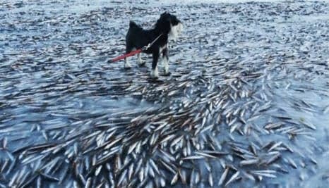 School of fish flash-frozen in Norwegian bay