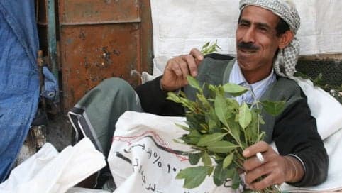 Giant khat delivery found stashed in banana boxes