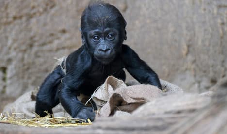 Leipzig zoo's baby gorilla strolls into the limelight