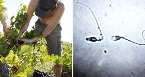 Is the wine industry killing off French sperm?