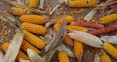 France vs GM corn: The row that won't go away