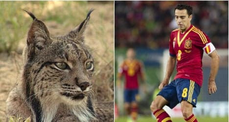Spain's football squad 'could save Iberian lynx'