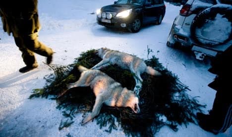 Rural Swedes slam EU ban on hunting wolves