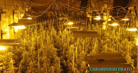 Police bust 'enormous' cannabis farm in Italy