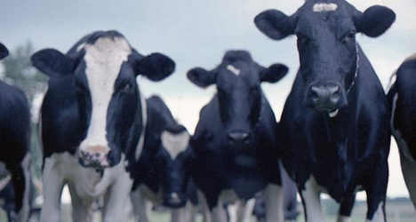 Farmer dies of suspected mad cow disease