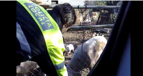 VIDEO: Police slammed for pepper spraying pigs