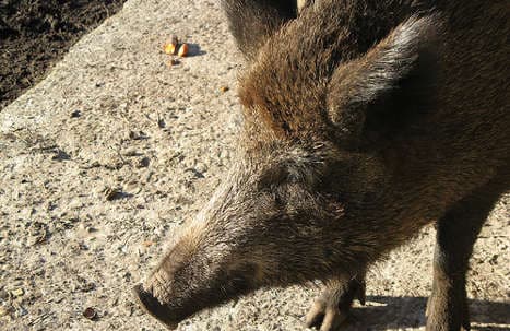 Marauding boars cause record crop damage