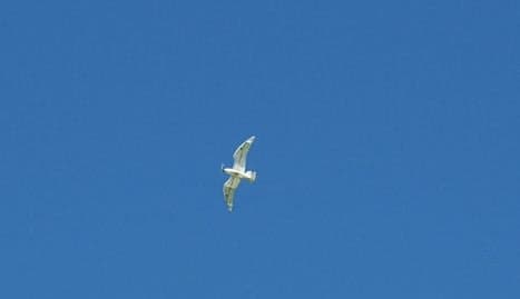 Norway artist develops seagull drone