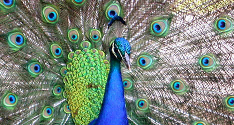 Town Hall peacock drives couple into therapy