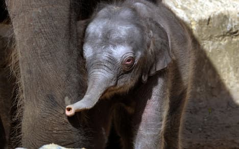 Zoo trumpets fifth baby elephant success