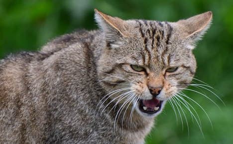 Wildcats claw their way back from brink of doom