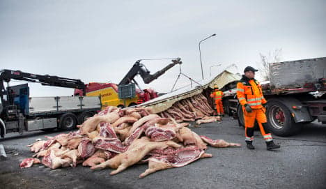 Truck collapse sends 200 frozen pigs flying