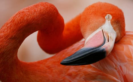 Flamingos beheaded at Frankfurt Zoo by fox