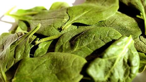 Spinach extract could be key to reducing obesity