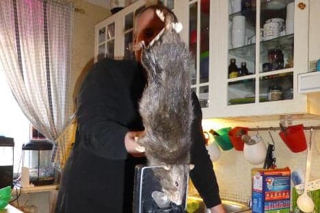 Swedes catch 40cm 'rat from hell' in their kitchen