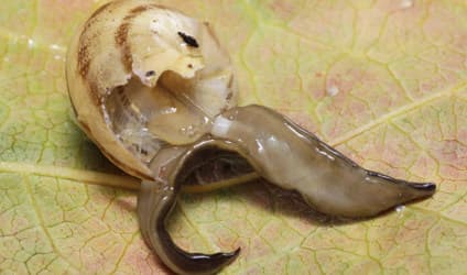 Escargots threatened by invasion of Asian worm