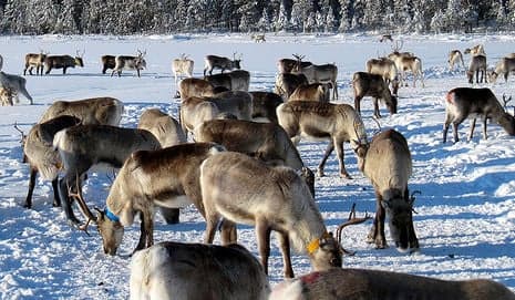 Reindeer herd closes Norway highway