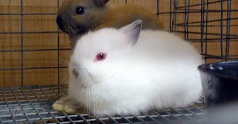 Rabbits slaughtered as part of 'Satanic ritual'