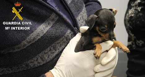 Spanish police rescue 180 smuggled puppies