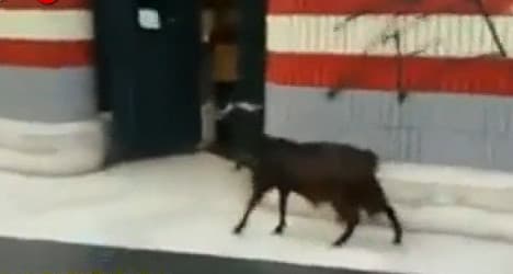 VIDEO: Goat wanders into Rome metro station