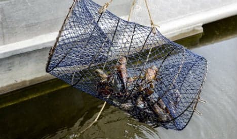 Drowned puppies found in crayfish cage