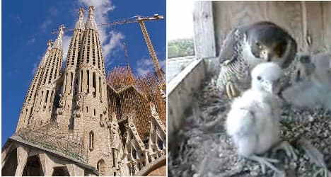 Sagrada Família falcons welcome new chicks