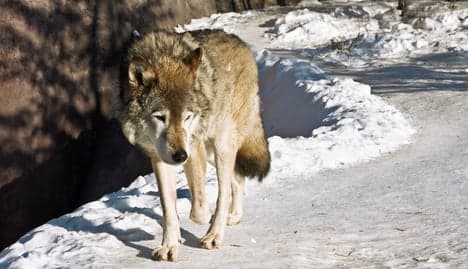Police free Norwegians jailed for wolf hunt