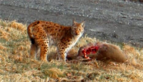 Bold lynx eats deer in woman's garden