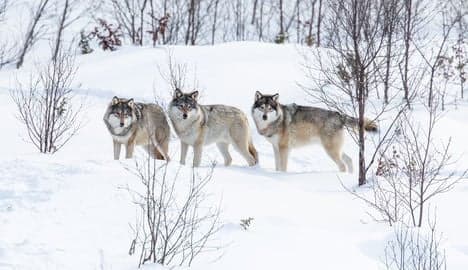 Police arrest 12 for illegal wolf hunting