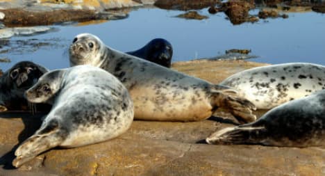 Seals face cull in bid to save Swedish fish stocks