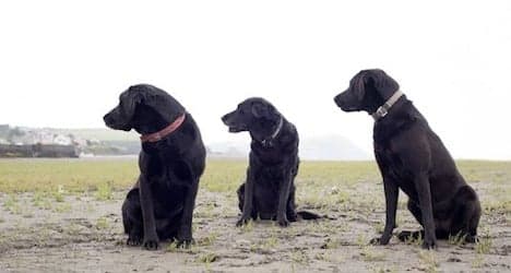 Labradors remain top dogs in Switzerland