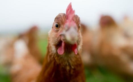 'Free range' chicken farmer tricks customers