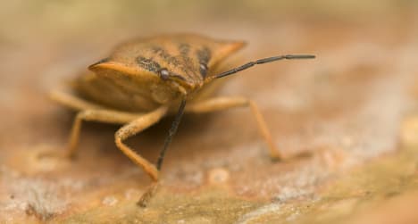 Bedbug plague spreads across Spain