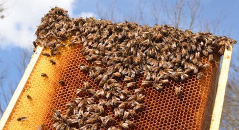 Stung! 25,000 stolen bees tracked down in Brittany
