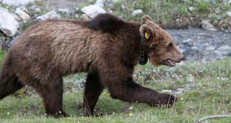 Bear cub kills nine sheep in Graubünden Alps