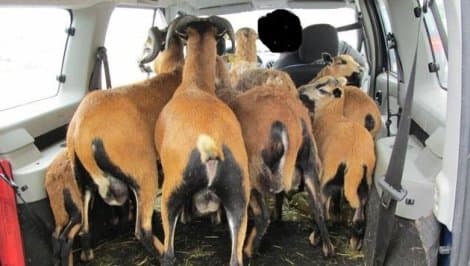 How do you fit ten sheep in a car?